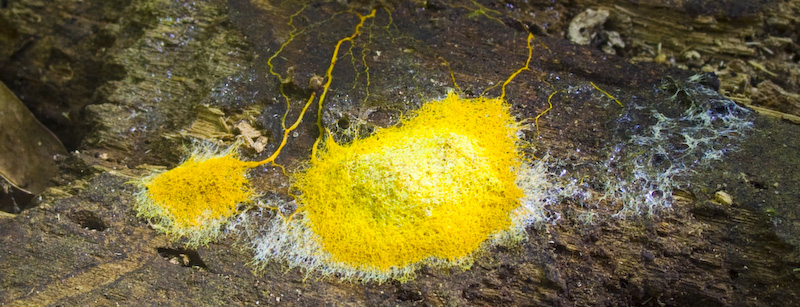 Slime Mold On Fallen Log